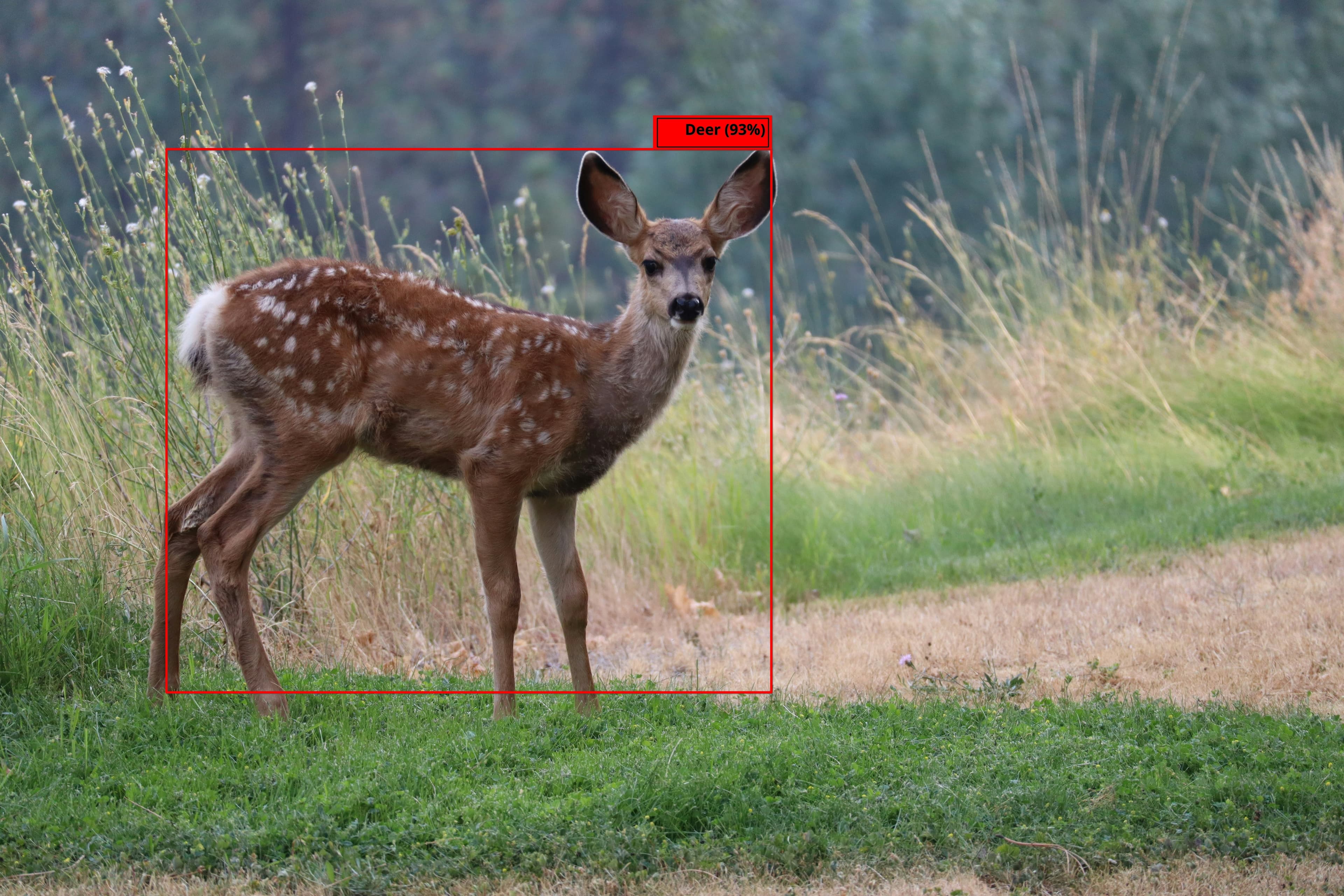 Cover Image for Training AI to Identify Animals in the Wild